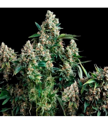 Auto Blue Pyramid - Pyramid Seeds.