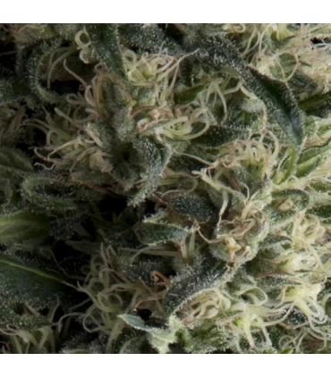 Auto Galaxy - Pyramid Seeds.