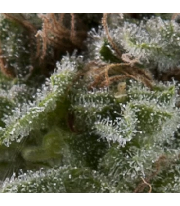 Auto Lennon - Pyramid Seeds.