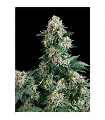 Auto New York City - Pyramid Seeds.