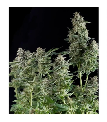 Auto Northern Lights - Pyramid Seeds.