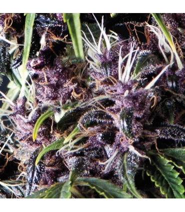 Auto Purple - Pyramid Seeds.