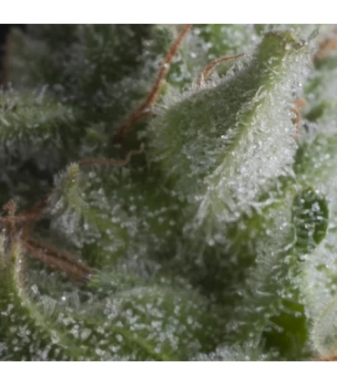 Auto Shark - Pyramid Seeds.