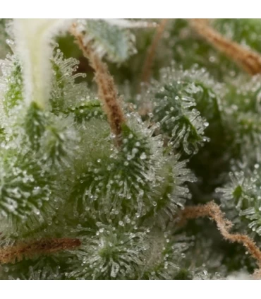 Auto Super Hash - Pyramid Seeds.