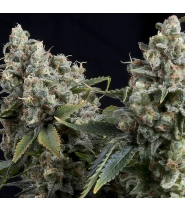 Auto Tutankhamon - Pyramid seeds.