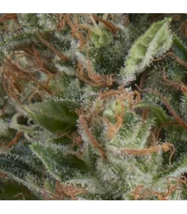 Auto Wembley - Pyramid Seeds.