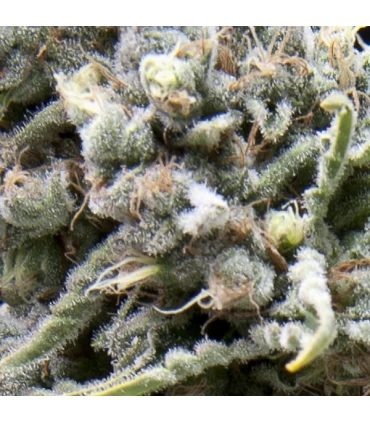 Auto White Widow - Pyramid Seeds.