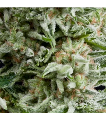 Auto Amnesia Gold - Pyramid Seeds.