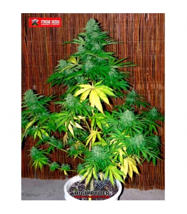Auto Super Big High Ryder - Xtreme Seeds - Kayamurcia.es