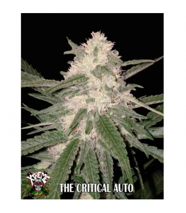 Auto The Critical - Xtreme Seeds - Kayamurcia.es
