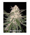 Auto The Critical - Xtreme Seeds.