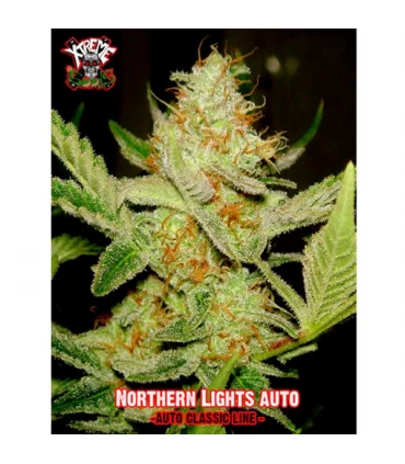 Auto Northern Lights - Xtreme Seeds - Kayamurcia.es