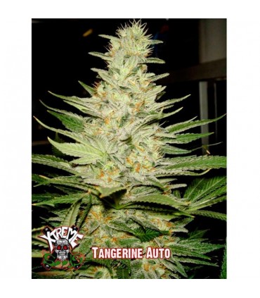 Auto Tangerine - Xtreme Seeds - Kayamurcia.es