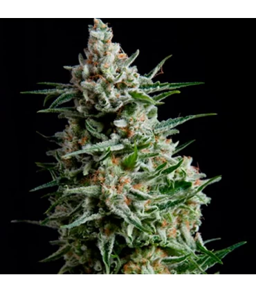 Anesthesia - Pyramid Seeds.