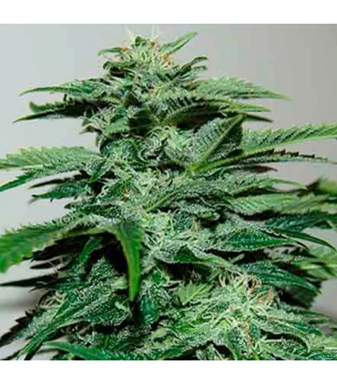 Northern Lights - Pyramid Seeds.