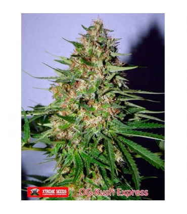 OG Kush Express - Xtreme Seeds - Kayamurcia.es