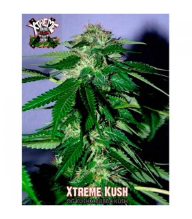 Xtreme Kush - Xtreme Seeds - Kayamurcia.es