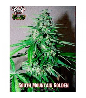 South Mountain Golden - Xtreme Seeds - Kayamurcia.es