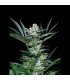 Auto Amazing 1u fem. Absolute Cannabis Seeds