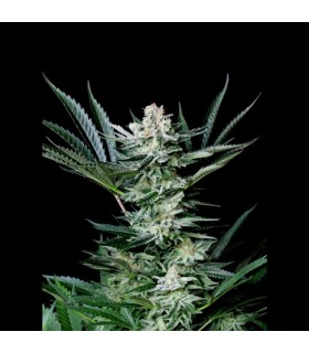 Auto Amazing 1u fem. Absolute Cannabis Seeds