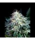 Auto Radical 1u fem. Absolute Cannabis Seeds