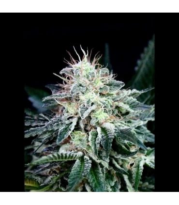 Auto Radical 1u fem. Absolute Cannabis Seeds