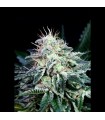 Auto Radical 1u fem. Absolute Cannabis Seeds
