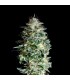 Absolute Herer 1 u fem. Absolute Cannabis Seeds