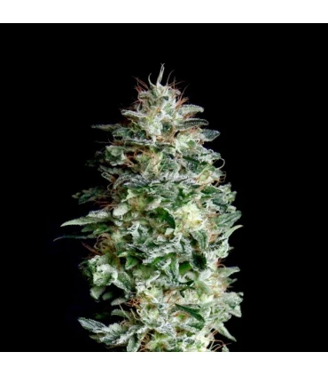 Absolute Herer 1 u fem. Absolute Cannabis Seeds