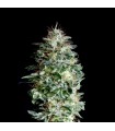 Absolute Herer 1 u fem. Absolute Cannabis Seeds