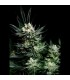 Critigal+ 1u fem. Absolute Cannabis Seeds