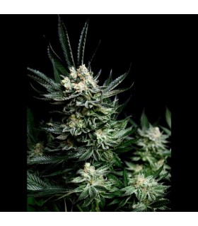 Critigal+ 1u fem. Absolute Cannabis Seeds