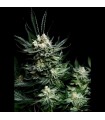 Critigal+ 1u fem. Absolute Cannabis Seeds
