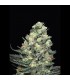 Nordés 1u fem. Absolute Cannabis Seeds