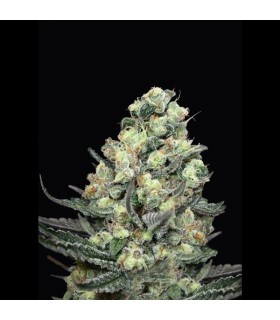 Nordés 1u fem. Absolute Cannabis Seeds