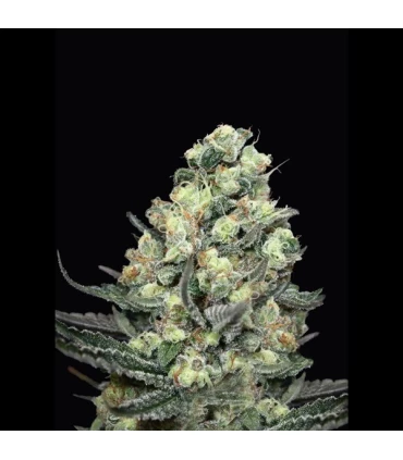 Nordés 1u fem. Absolute Cannabis Seeds