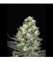 Nordés 1u fem. Absolute Cannabis Seeds