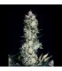 Rittus Haze 1u fem. Absolute Cannabis Seeds