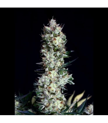 Rittus Haze 1u fem. Absolute Cannabis Seeds