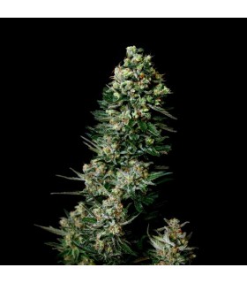 Chocolute F2 10u reg. Absolute Cannabis Seeds
