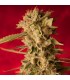Bass Line reg  7 uds. ReggaeSeeds