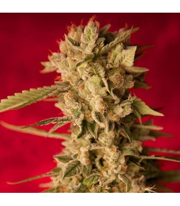 Bass Line reg  7 uds. ReggaeSeeds
