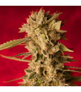 Bass Line reg 15 uds. ReggaeSeeds