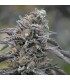 Black D.O.G. - Humboldt