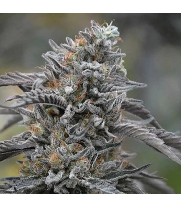 Black D.O.G. - Humboldt
