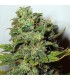 Mango Skunk 10 u. reg. Nirvana