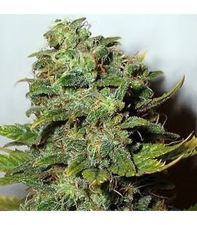 Mango Skunk 10 u. reg. Nirvana