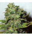 Mango Skunk 10 u. reg. Nirvana