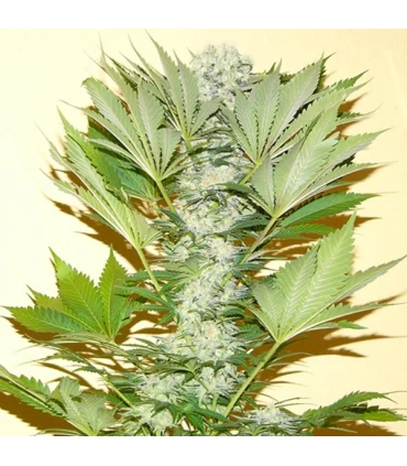 Misty Kush 10 u. reg. Nirvana