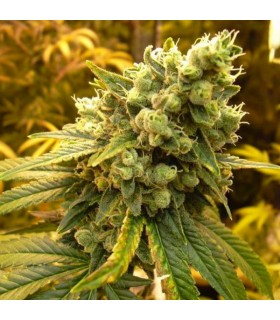 Sativa's Sour Diesel 10 u. reg. Nirvana